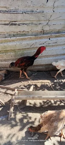Frangos Índio gigante 