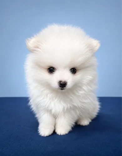 Spitz Alemão Anão Branco 