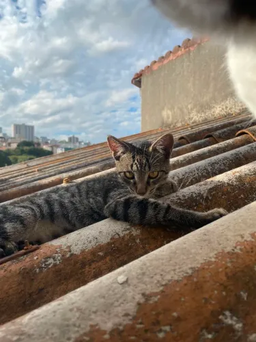 ADOÇÃO DE GATINHO