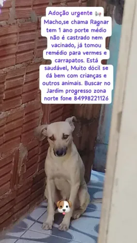 Cachorro para doação 