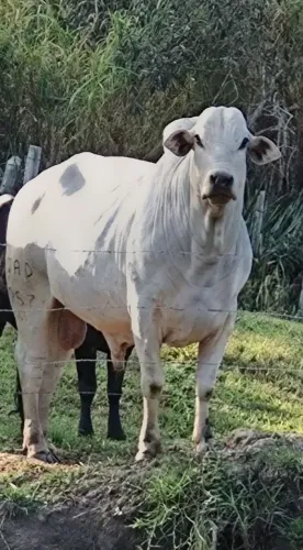 Vendo Touro reprodutor Nelore branco