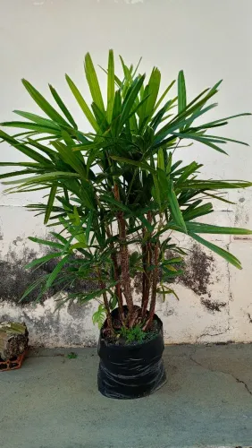 Palmeira Ráfia 1,00m