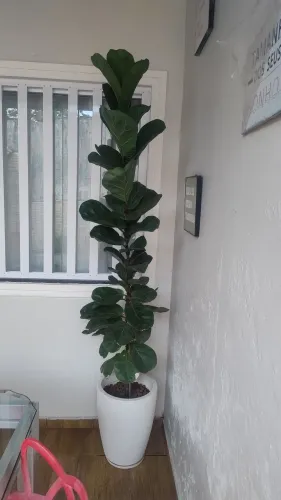 FICUS LYRATA C/1.90 cm 