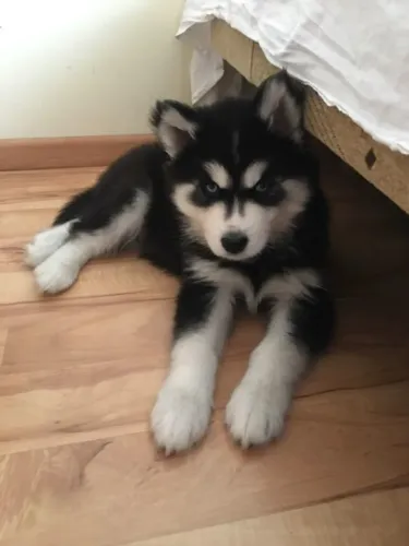 Filhotes de Husky Siberiano raça cheia de surpresas !