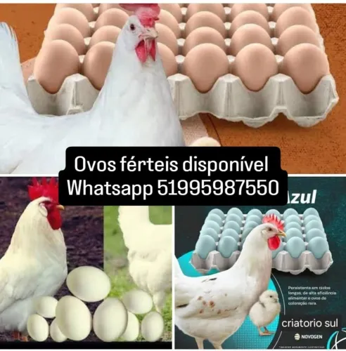 Ovos férteis poefeira