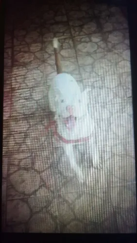 Filhotes de Pit Bull totalmente puros, vermífugados, com 50 dias de vida,