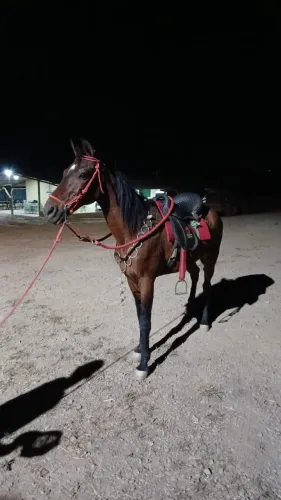 Vende-se cavalo machar picada