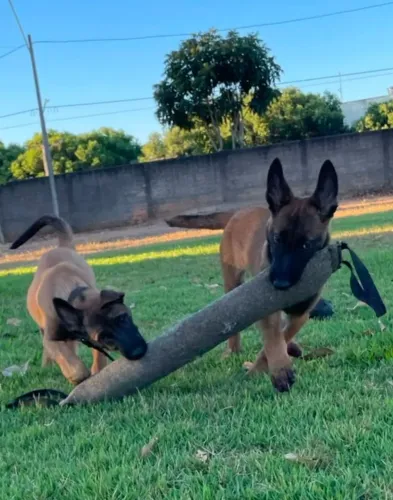 FILHOTE DE PASTOR BELGA MALINOIS À VENDA