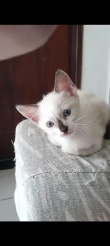 Gatos filhotes desmamado