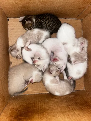 Doação de gatos