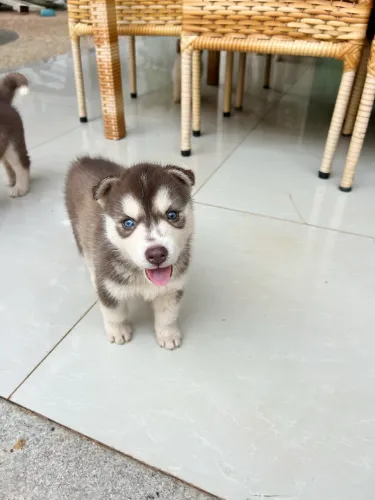 Filhos de husky siberiano