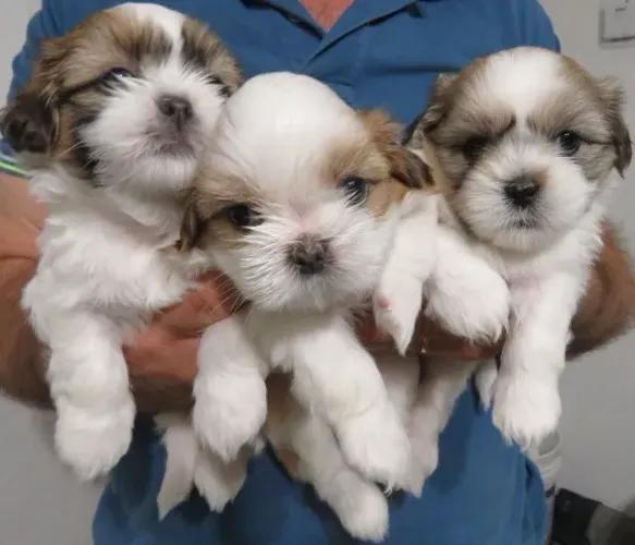 Filhotes de Shihtzu fim dos seus problemas !