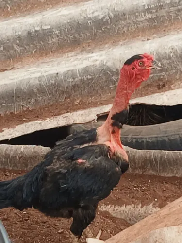 Vendo galinha caipira dotas botado 2 galinha e um galo ? me chama no zap 67