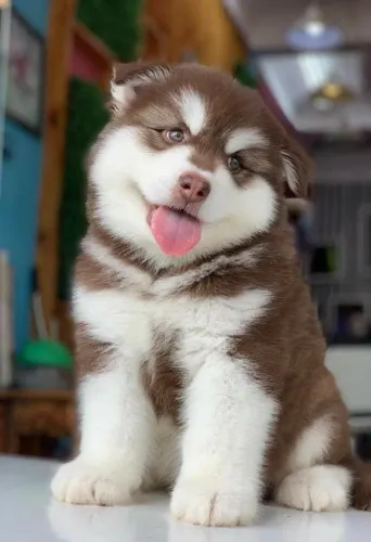 Husky Siberiano - Olhar marcante, espírito aventureiro e muito carinho para oferecer.