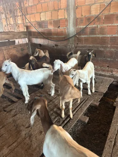 Cabrito e cabrita