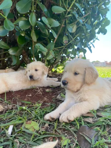 Golden Retriever machinho e fêmea disponível