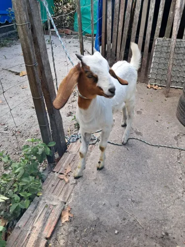 Cabrito boer mestiço