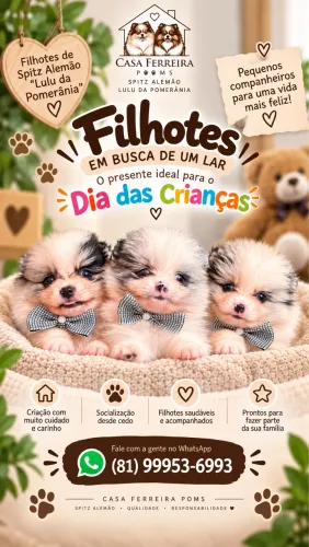 Filhotes Lulu da pomerania