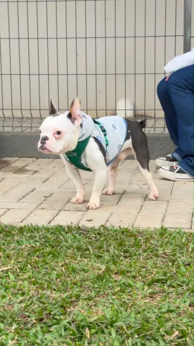 Bulldog francês macho