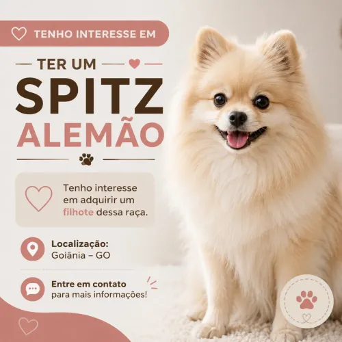 Interesse em spitz alemão