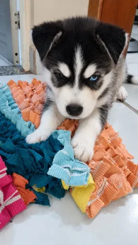 Husk Siberiano