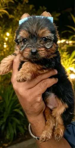 Lindos filhotes de Yorkshire
