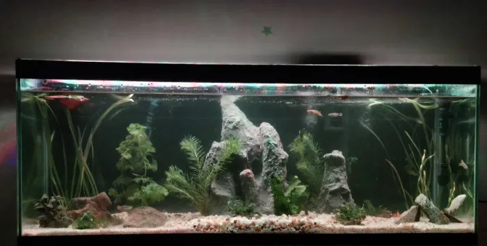 Vendo aquario com decoração