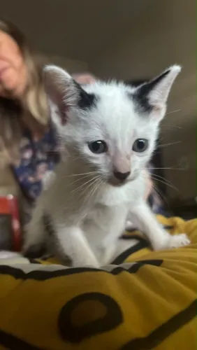 Lindos gatinhos para adoção amorosa 
