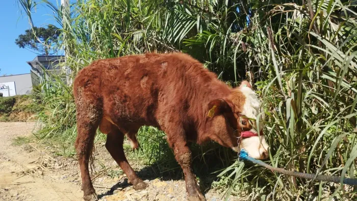 Touro hereford puro pra raça