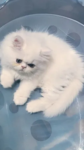 Gato persa filhote macho