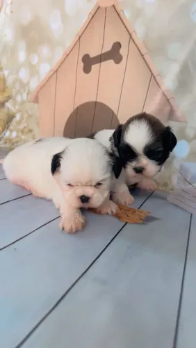 Shih Tzu