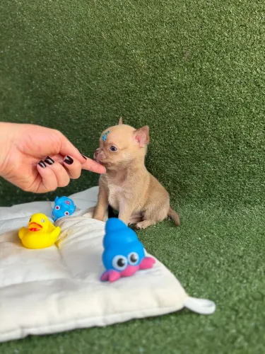 Chihuahua Pelo Curto Chocolate Diluído Olhos Claros
