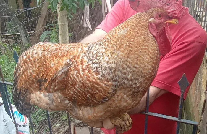 frango novo