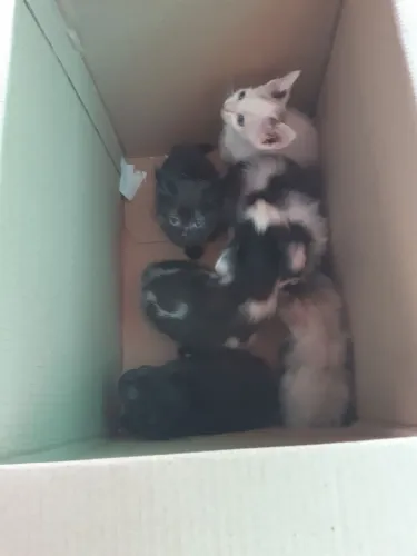 Doação de gatos