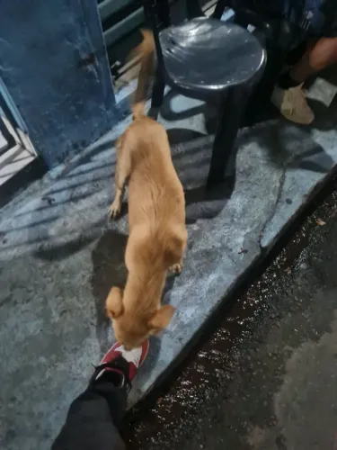 Cachorro