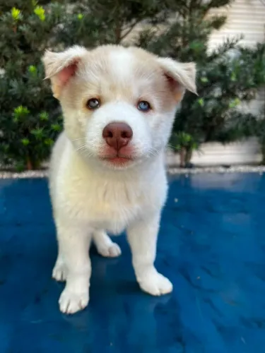HUSKY SIBERIANO COM HETEROCROMIA 