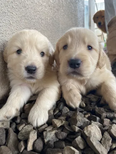 Filhotes Golden Retriver
