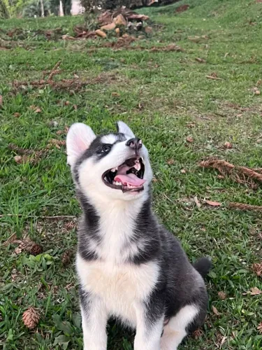 Husky siberiano