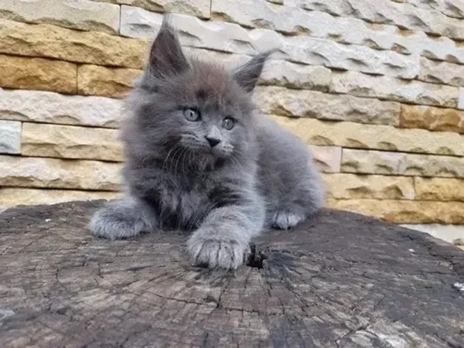 Maine coon -disponíveis