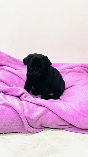 Pug Seu novo xodó está esperando por você