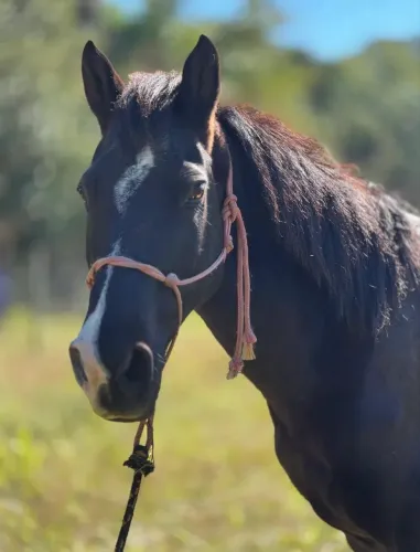 Cavalo quarto de milha manso