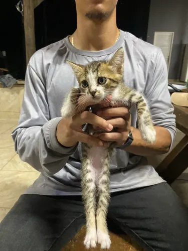 Gatinhas fêmeas pra doação