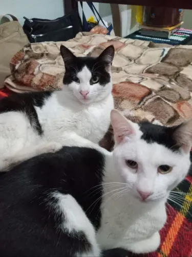 Doação de gatos
