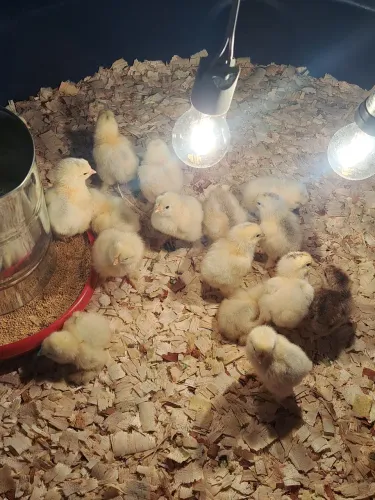 Pintinhos da raça brahma