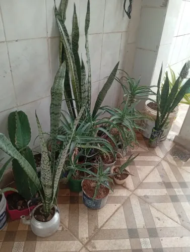 Babosas Aloe Vera Espadas São Jorge