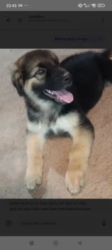 Pastor alemão capa preta