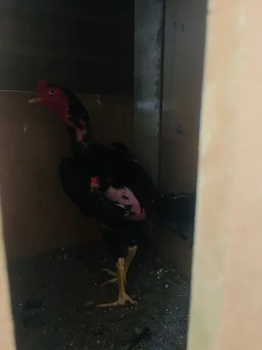 Vende-se frango