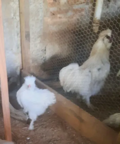 Galinha/Galo Sedosa Japonesa