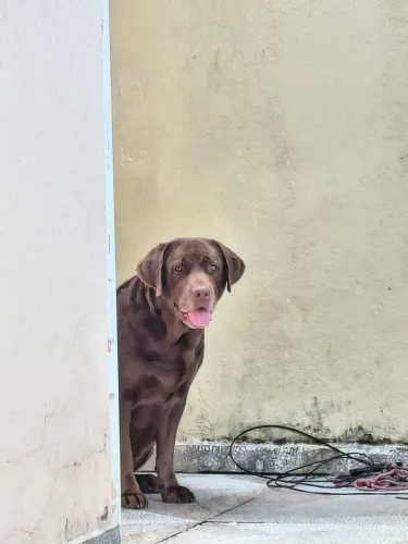 Labrador pra cruza procuro um macho 