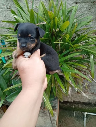 Pinscher 